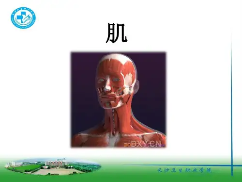 【精品推荐】颌面部肌肉
