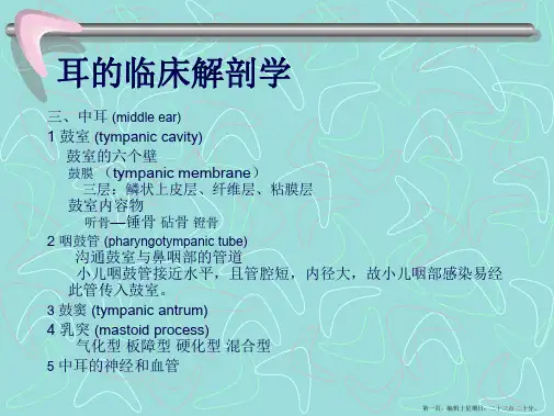 耳临床解剖学