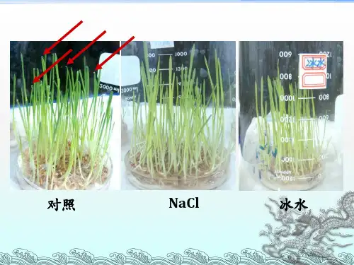 《实验植物组织培养》PPT课件