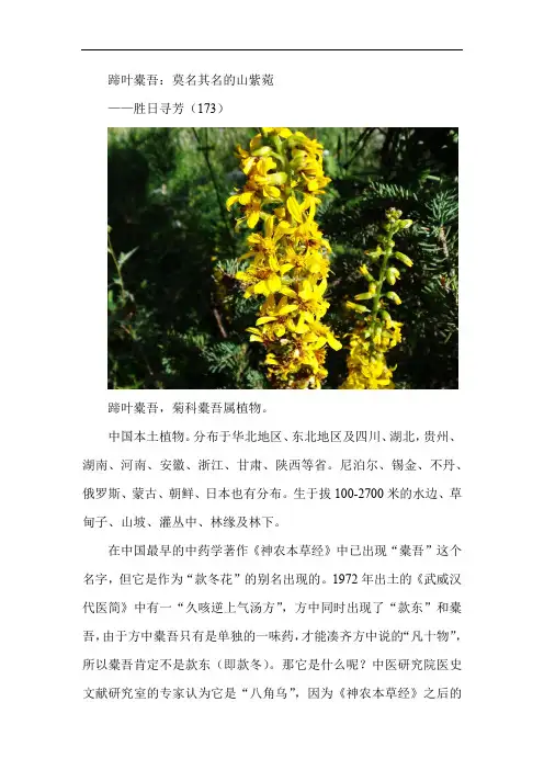 蹄叶橐吾——胜日寻芳(173)有图