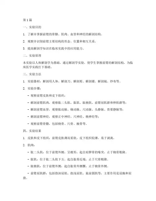 解剖实验报告左前臂(3篇)