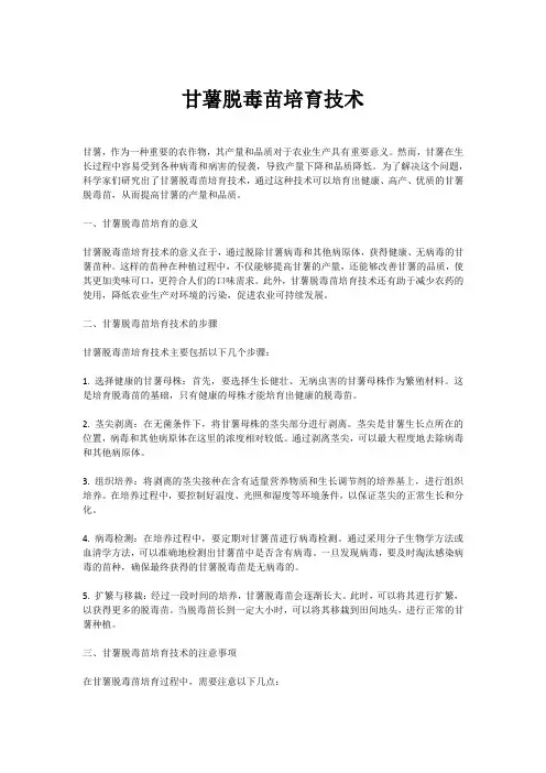 甘薯脱毒苗培育技术