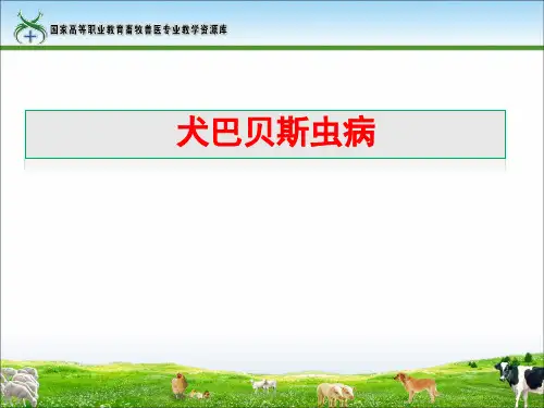 犬巴贝斯虫病.ppt