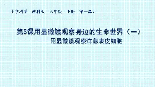 六年级【下】册科学-用显微镜观察身边的生命世界(一)-用显微镜观察洋葱表皮细胞教科版(17张ppt)