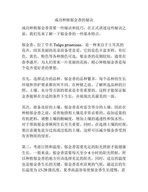 成功种植郁金香的秘诀