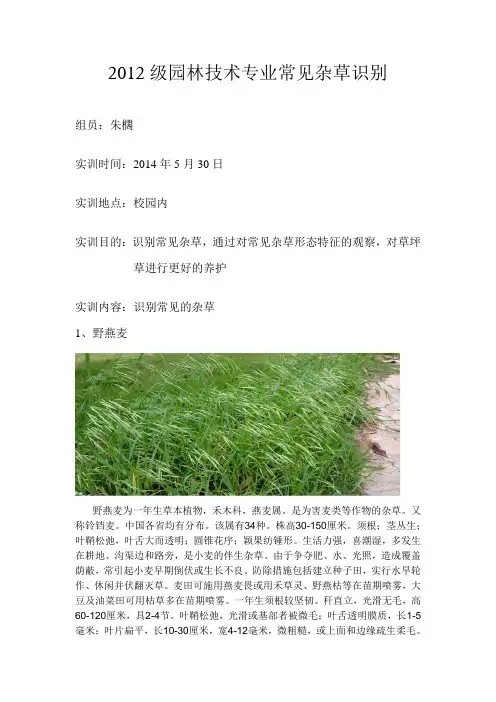 常见10种杂草实训报告