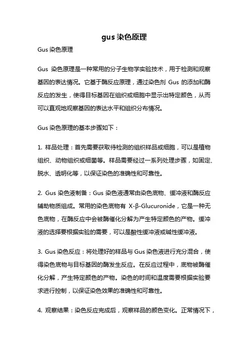 gus染色原理
