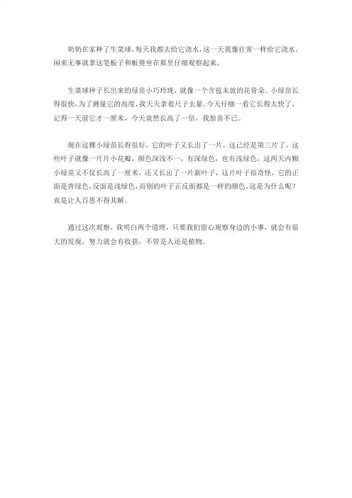 观察球形生菜的作文日记