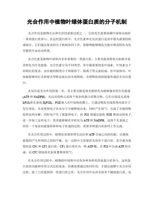 光合作用中植物叶绿体蛋白质的分子机制