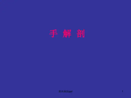 手解剖ppt课件