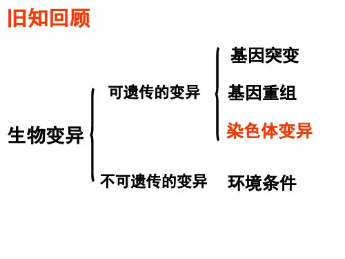 染色体变异-人类遗传病