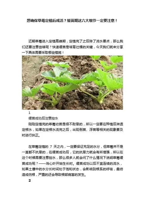 想确保草莓定植后成活？缓苗期这六大细节一定要注意！