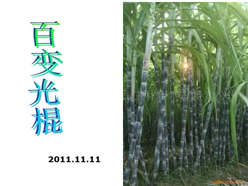 农产品甘蔗的介绍PPT课件