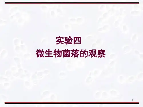 试验四微生物菌落的观察和平板菌落计数