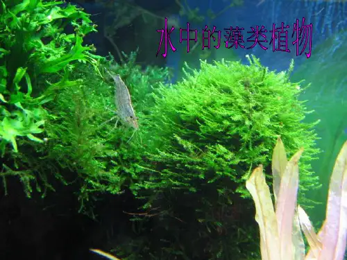 苏科版七下生物 10.2 水中的藻类植物 课件