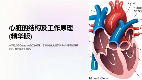 心脏的结构及工作原理(精华版)