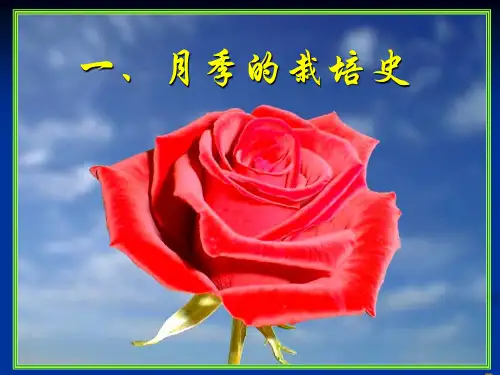 现代月季基础知识ppt课件