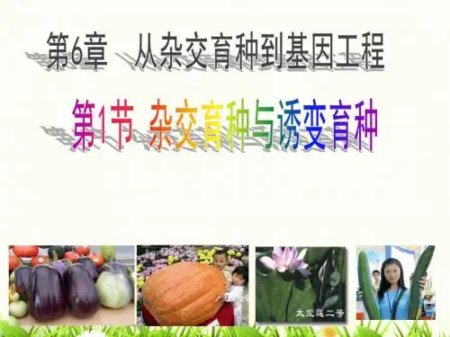 人教版高中生物必修二 6.1 杂交育种与诱变育种  课件 (共40张PPT)