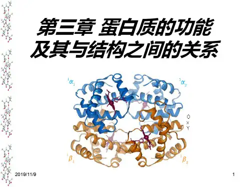 蛋白质的功能及其与结构之间的关系PPT课件