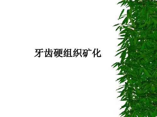 口腔生物学：牙齿硬组织矿化