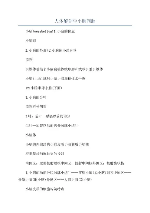 人体解剖学小脑间脑