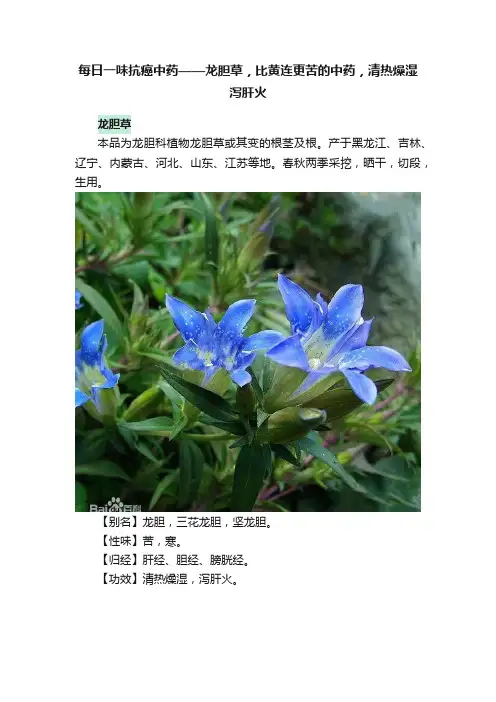 每日一味抗癌中药——龙胆草，比黄连更苦的中药，清热燥湿泻肝火