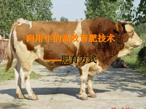肉用牛的高效育肥技术——肥育方式
