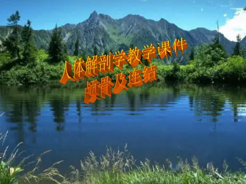 颅骨及连结---最好的解剖学课件