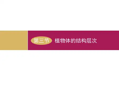 人教版生物七年级上册.3《植物体的结构层次》 课件