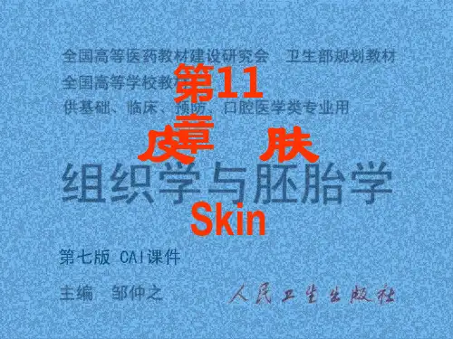 人面部皮肤结构图详解