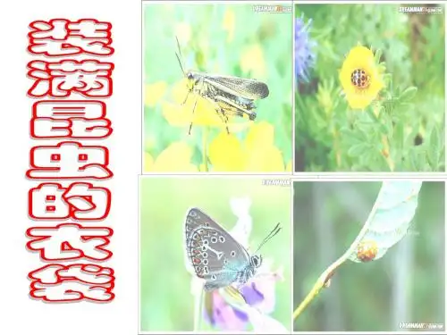 苏教版五年级上册《装满昆虫的衣袋》PPT课件6