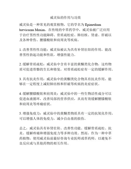 威灵仙的作用与功效