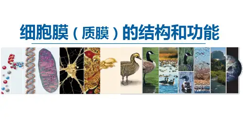 1.2.1 细胞膜的结构和功能