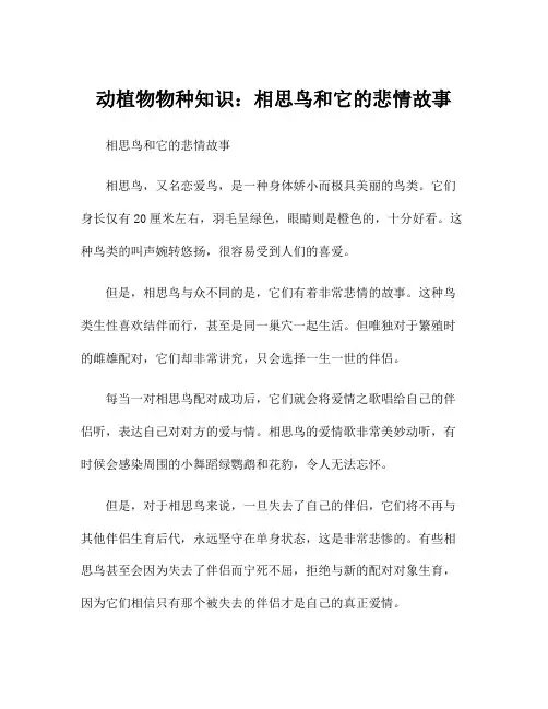 动植物物种知识：相思鸟和它的悲情故事