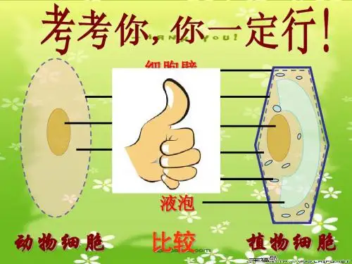 七年级 细胞的生活需要物质和能量 公开课精品课件