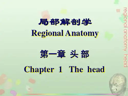 局部解剖学-头部PPT