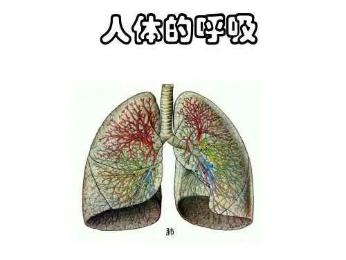 人体的呼吸复习课件(上课用)