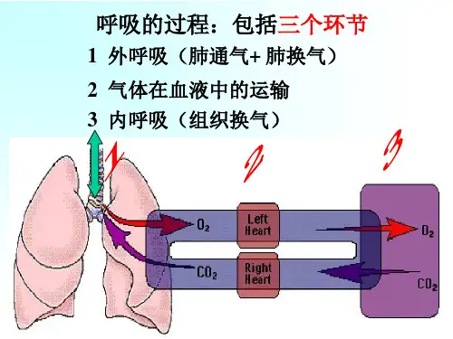 中职护理专业生理学呼吸