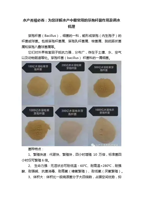 水产养殖必看：为您详解水产中最常用的芽孢杆菌作用及调水机理