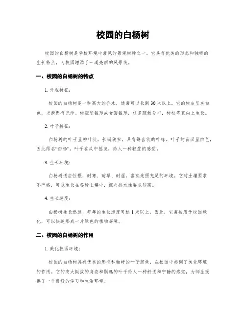 校园的白杨树