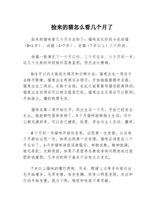 捡来的猫怎么看几个月了