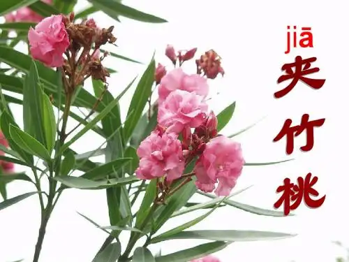 《夹竹桃》ppt课件4