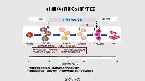 铁的代谢学习
