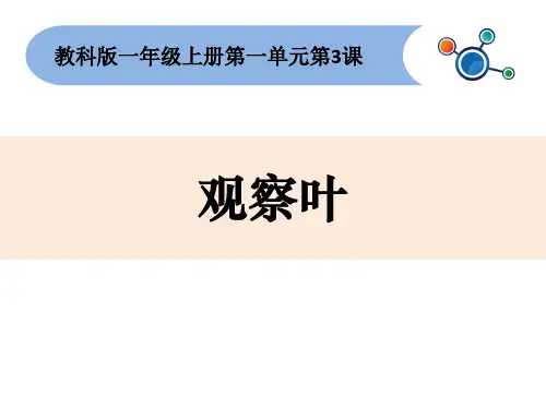 一年级上册科学课件-观察叶∣全国通用 (共23张PPT)