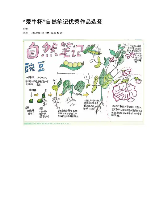 “爱牛杯”自然笔记优秀作品选登