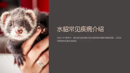 《水貂常见疾病介绍》课件