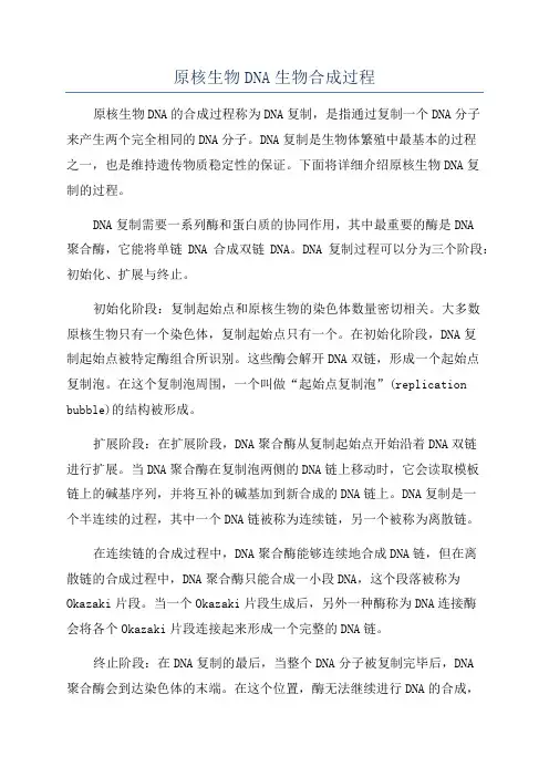 原核生物DNA生物合成过程