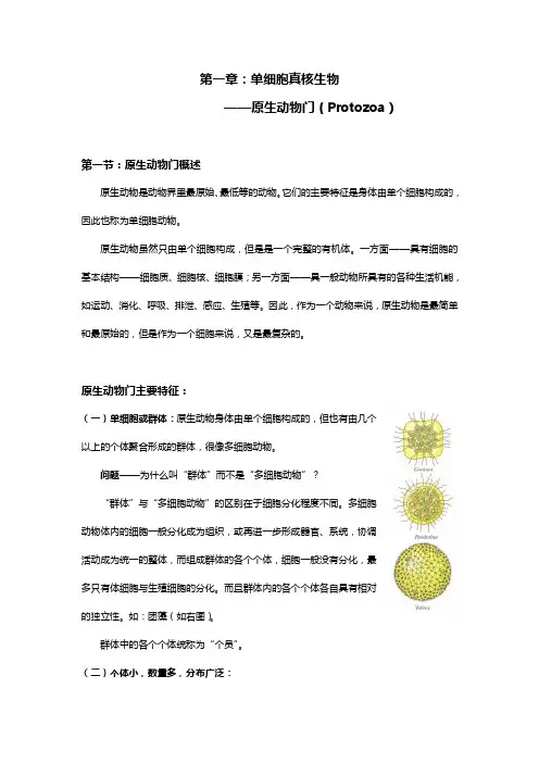 单细胞真核生物——原生动物门Protozoa原生动物