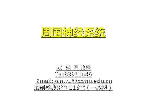 脊神经解剖