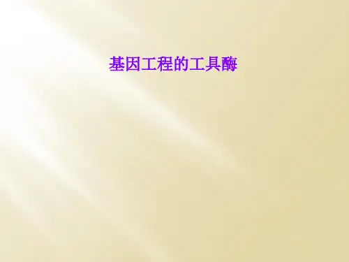 基因工程的工具酶